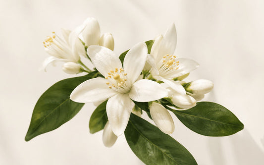 Flor de azahar de La Nuit d'Or Eau de Parfum de Maison Celia
